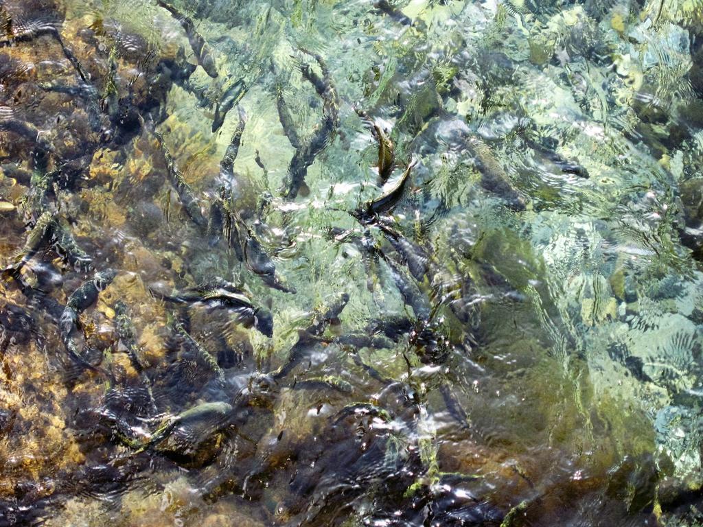 Masugen Ryokan Tenkawa المظهر الخارجي الصورة
